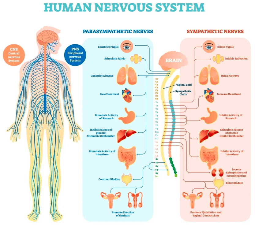 The Nervous System Visually Explained